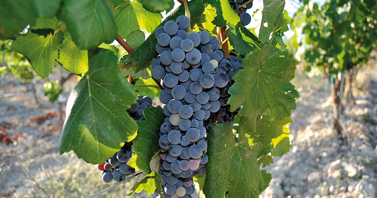 Bodegas Torres recupera dos variedades de uva tinta con gran potencial de climas áridos y condiciones extremas