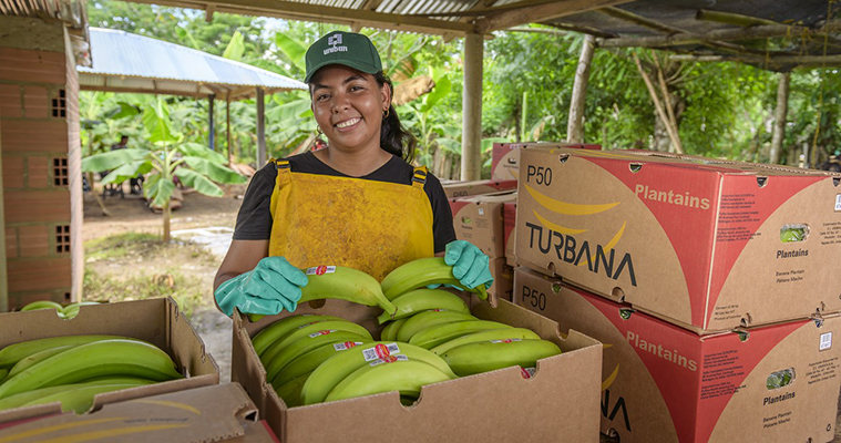 Uniban bananas