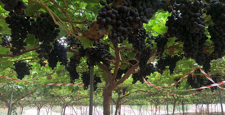 uvas de mesa árbol Frutinter