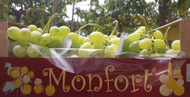uvas Monfort