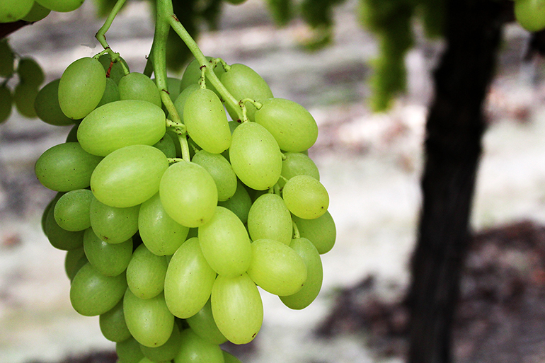 uvasdoce-uvas-campaña-covid19