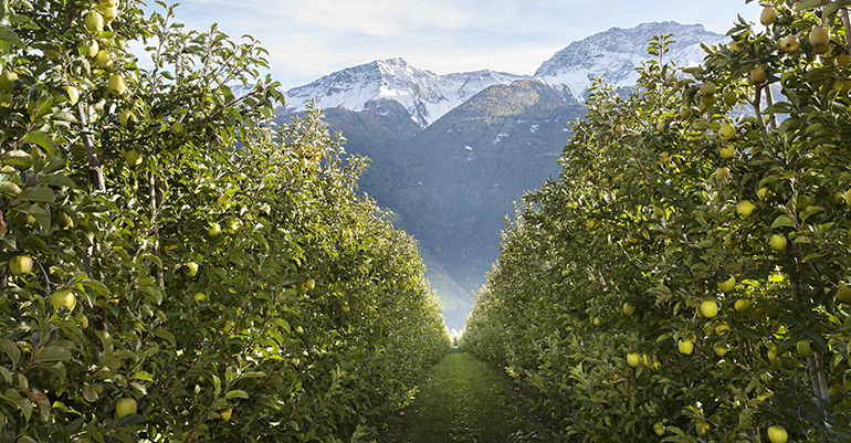 manzanas-val-venosta-biodiversidad-alpes-retailactual