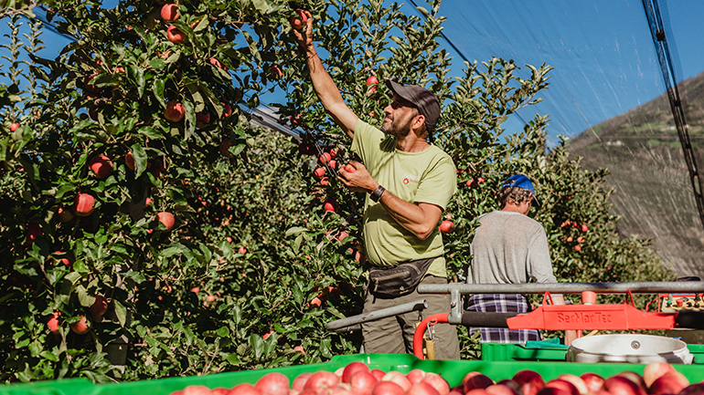 Manzanas ecológicas Val Venosta