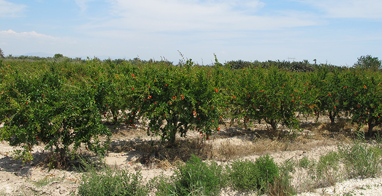 Vitalgrana producirá 100 toneladas de zumo ecológico de granada a partir de 2016